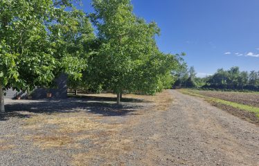 Parcela En Producción De Nogales, Casa Nueva, Champa, Paine