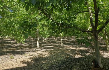 Parcela En Producción De Nogales, Casa Nueva, Champa, Paine